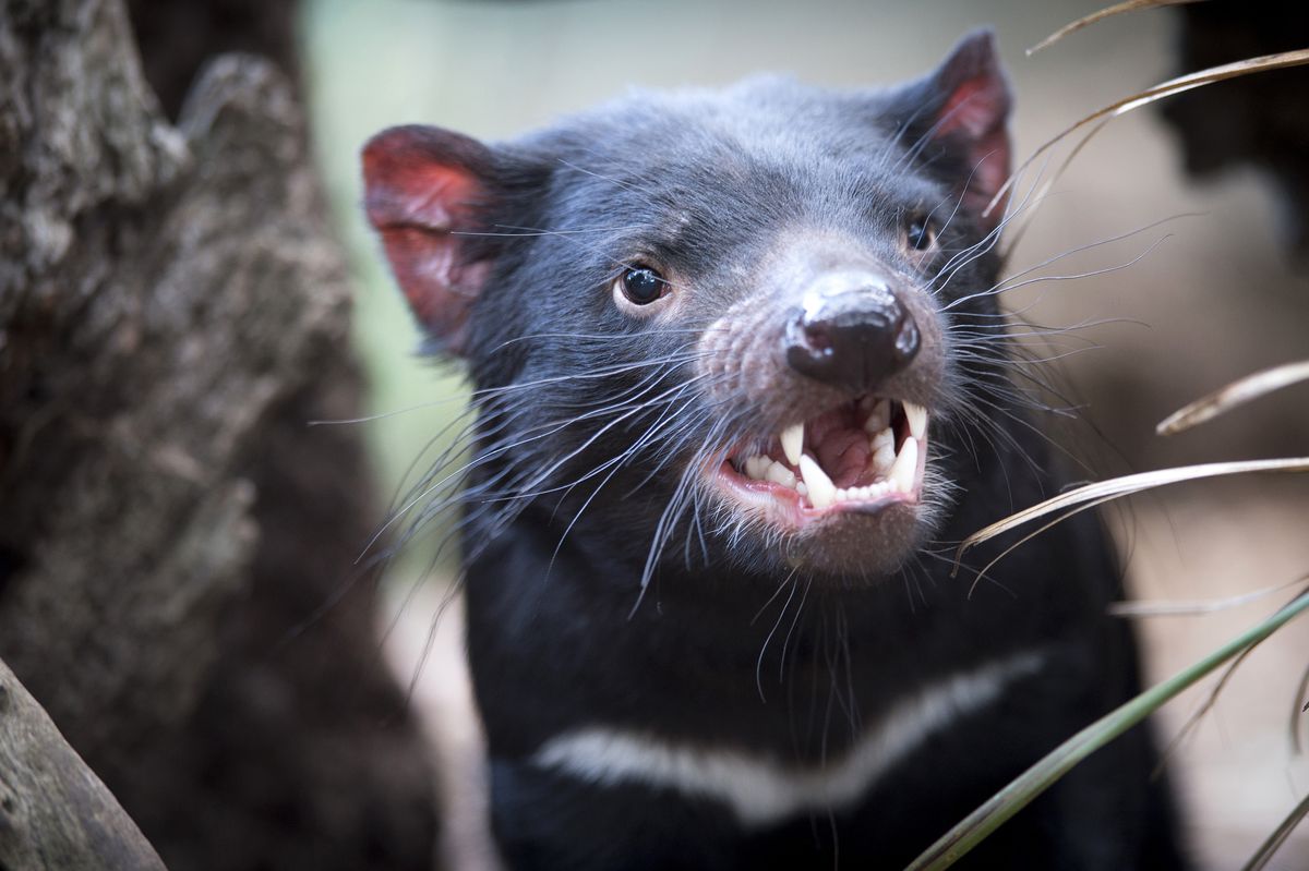 Tasmanian Devil Sarcophilus Harrisii Rob Burnett F1A594